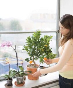 Best Plants to Grow Indoors in the Winter Image